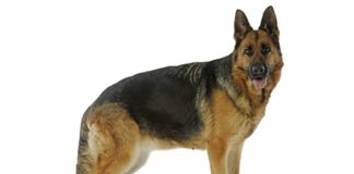 Pastore tedesco 604 0 Pastore tedesco